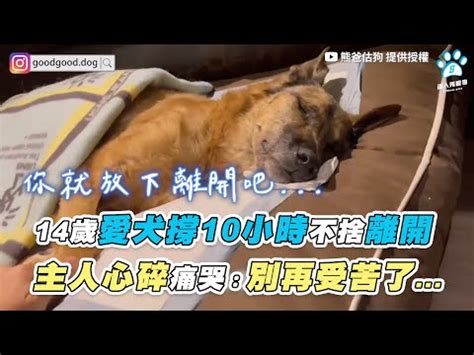 狗狗死後|陪伴汪星人走完「狗生」最後一程！如何讓狗狗安然離世？狗狗臨。